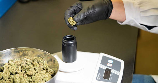 Canada Could Come to the Fore in Cannabis Research